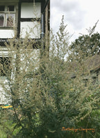 Bund de fumigation d'armoise