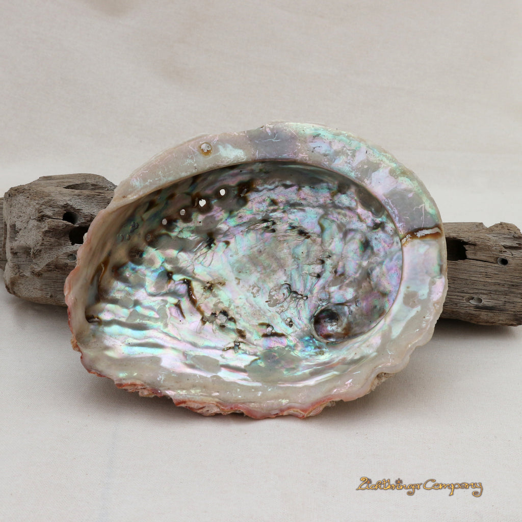 Large Abalone Paua Shell
