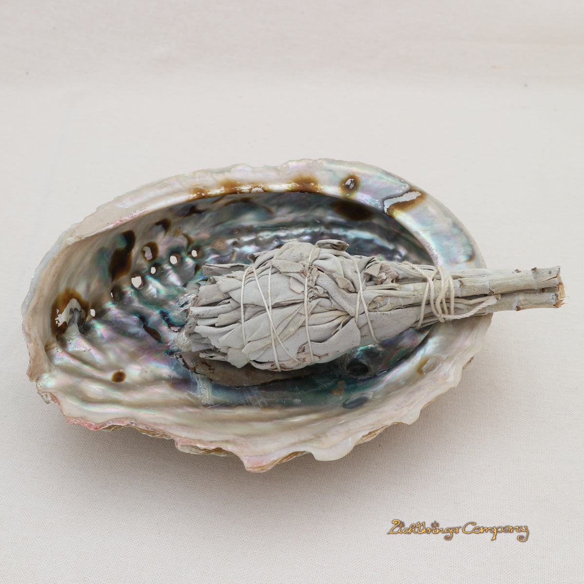 Große Abalone Paua Muschel