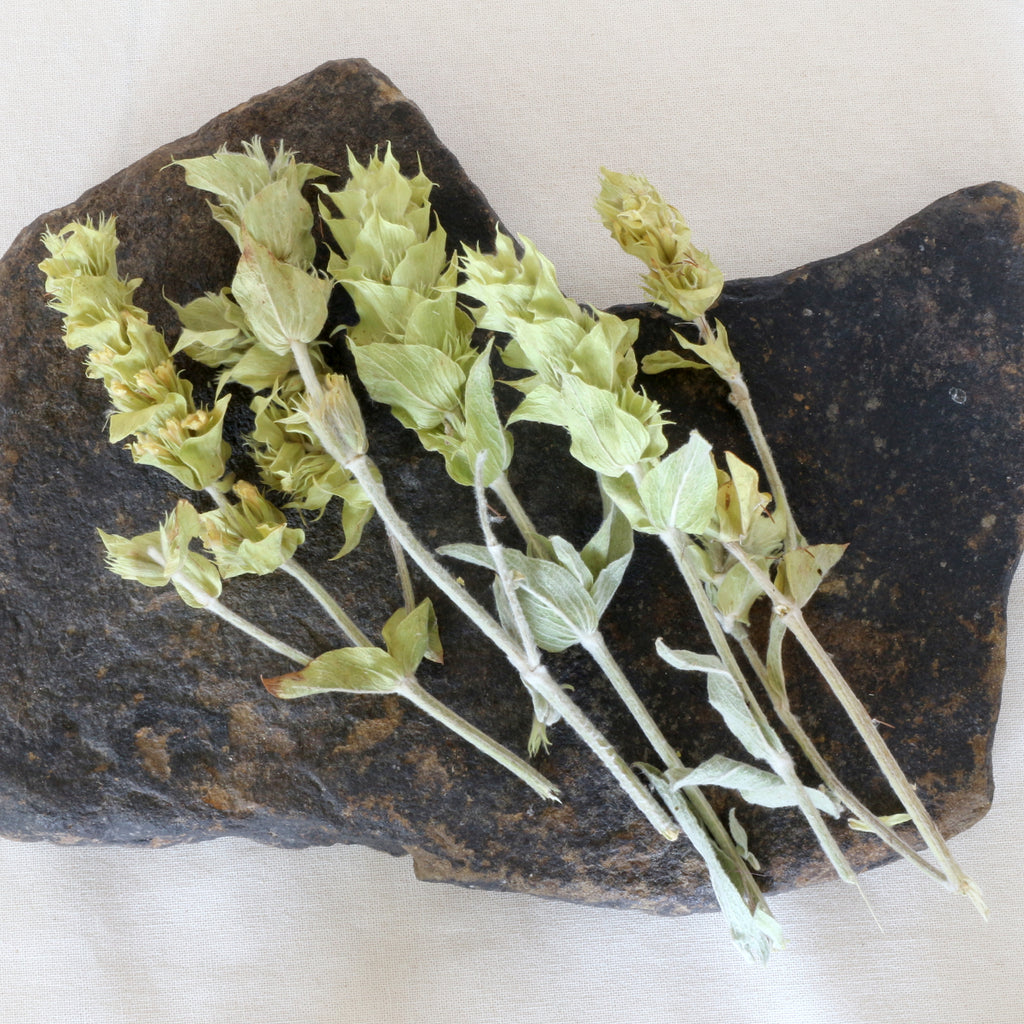 Getrockneter Griechischer Bergtee mit Stängeln, Blättern und gelben Blüten